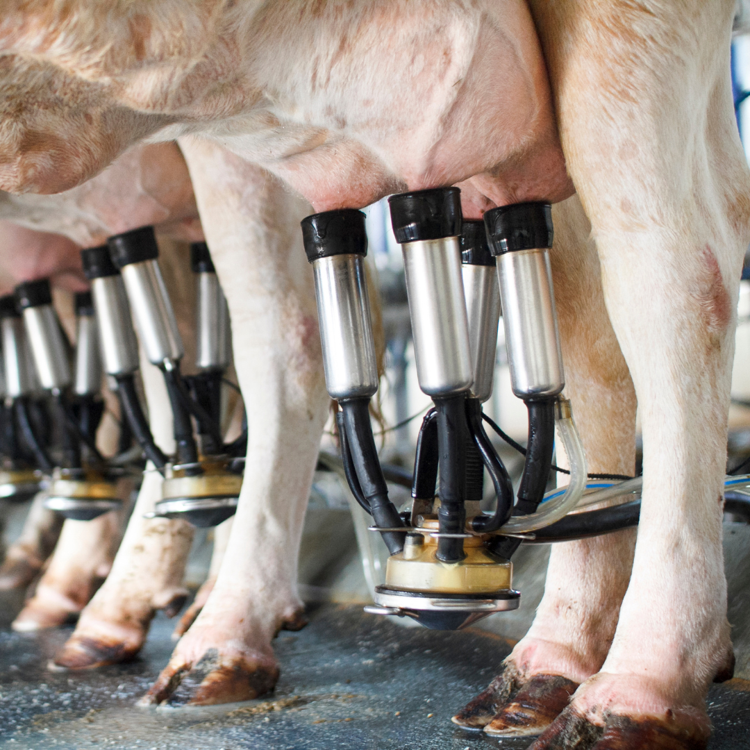 Çiftlik – Sağımhane Süt Entegre – Transfer Tesisleri Temizlik Ve Hijyen Çözümleri